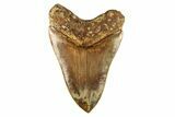 Serrated, Fossil Megalodon Tooth - Indonesia #279223-2